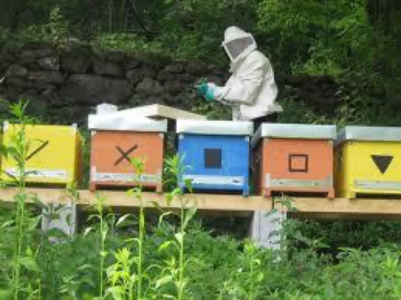 REGIONE PIEMONTE :CONTRIBUTI PER L'  APICOLTURA  E LO SVILUPPO RURALE  | Il Cerca Artigiano di Qualità