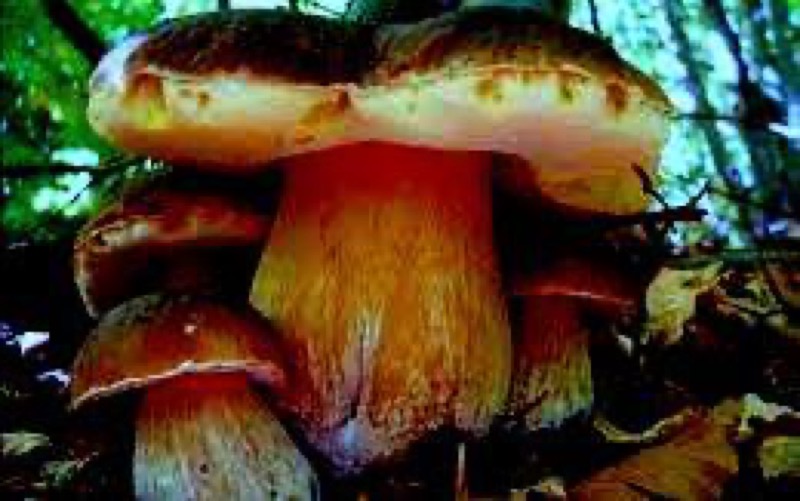 REGIONE PIEMONTE- FUNGHI CONTROLLI GRATUITI DELLA COMMESTIBILITA' | Il Cerca Artigiano di Qualità