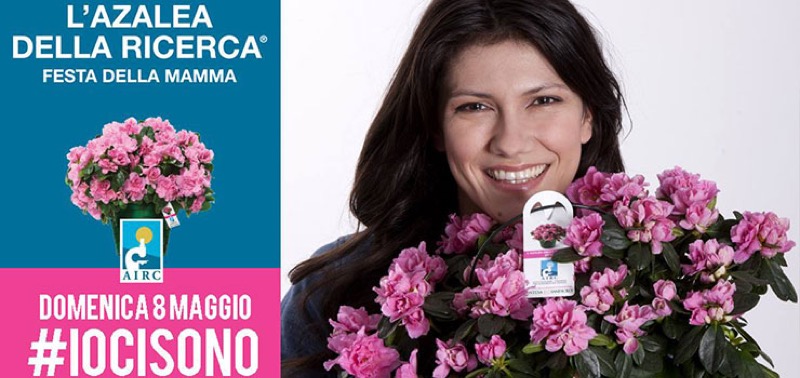 DOMENICA 08 MAGGIO PER LA FESTA DELLA MAMMA REGALA L'AZALEA DELLA RICERCA CONTRO I TUMORI FEMMINILI | Il Cerca Artigiano di Qualità