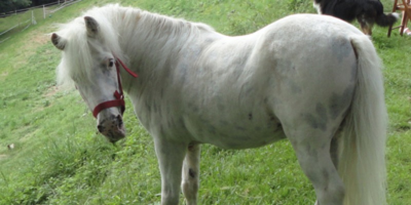LE BEFANE ARRIVANO AL BRICH DI ZUMAGLIA IL 06 GENNAIO ! | Il Cerca Artigiano di Qualità