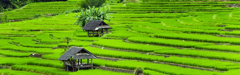 PER EXPO MILANO 2015 LUNEDI' 16 SAPORI E PROFUMI DAL MONDO:CLUSTER DEL RISO | Il Cerca Artigiano di Qualità