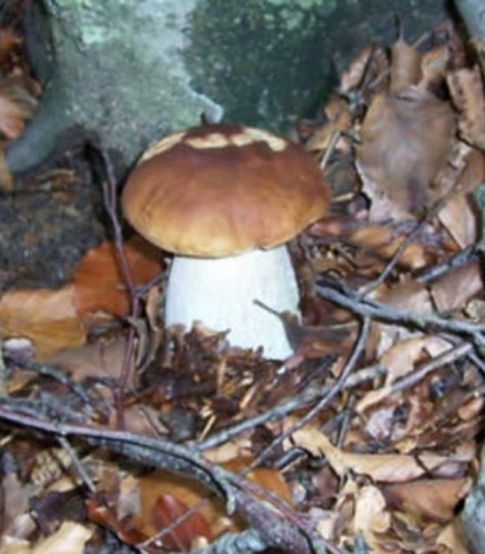 RACCOLTA FUNGHI : TESSERINO 2014 | Il Cerca Artigiano di Qualità