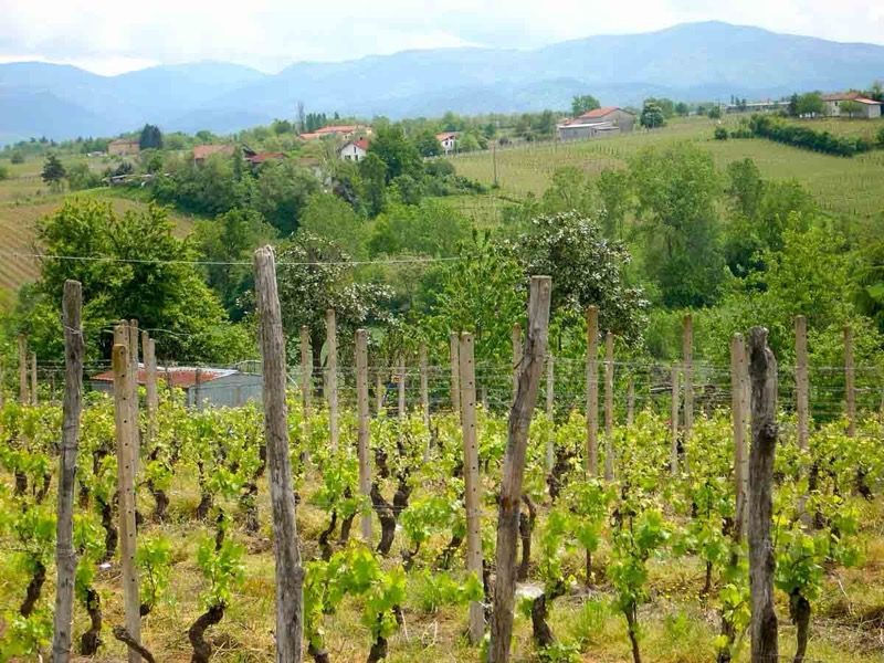 DAL 2528 MARZO VINITALY RITORNA  IN CINA  | Il Cerca Artigiano di Qualità