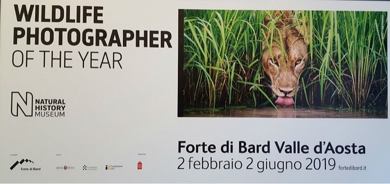 WILDLIFE PHOTOGRAPHER OF THE YEAR 2018 AL FORTE DI BARD | Il Cerca Artigiano di Qualità