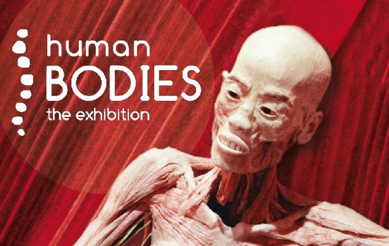 TORINO - HUMAN BODIES THE EXIBITION DAL 25-11-2017 AL 25-02-2018 | Il Cerca Artigiano di Qualità