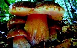 REGIONE PIEMONTE- FUNGHI CONTROLLI GRATUITI DELLA COMMESTIBILITA' | Il Cerca Artigiano di Qualità