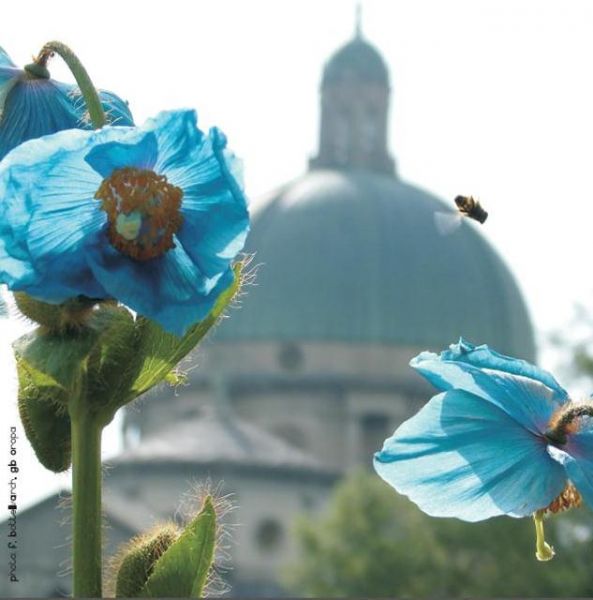 OROPA  DOMENICA 13 LUGLIO : CONCERTO SUGGESTIONI DELLA NATURA + VISITA GUIDATA GIARDINO BOTANICO  | Il Cerca Artigiano di Qualità