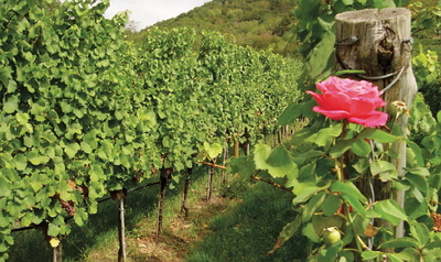 REGIONE PIEMONTE : OCM Vino – Misura Ristrutturazione e riconversione vigneti. Apertura bando per la campagna 2013-14 | Il Cerca Artigiano di Qualità