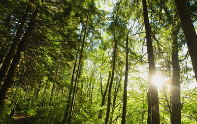 REGIONE PIEMONTE :Sviluppo della filiera bosco energia”   SCADE 10\04\14